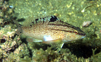 Serranus flaviventris, Twinspot bass: aquarium