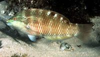 Pseudolabrus luculentus, Orange wrasse: aquarium
