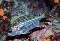 Sargocentron suborbitalis, Tinsel squirrelfish: