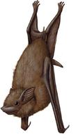 Image of: Emballonura monticola (lesser sheath-tailed bat)