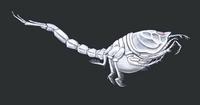 Image of: Diastylis sculpta
