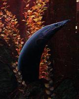 Image of: Mastacembelus erythrotaenia (fire eel)
