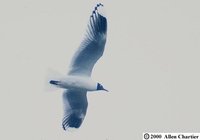 Andean Gull - Larus serranus