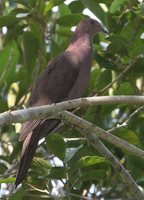 Ruddy Pigeon - Patagioenas subvinacea