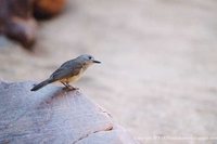 Gray Shrike-Thrush - Colluricincla harmonica