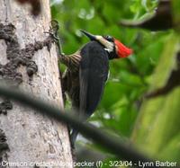 Crimson-crested Woodpecker (Campephilus melanoleucos)