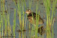 Greater Painted-snipe Rostratula benghalensis