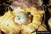 : Bufo viridis; Green Toad
