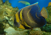 : Pomacanthus zonipectus; Cortez Anglefish