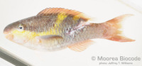 : Scarus oviceps
