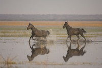 : Equus calabus; horses