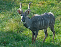 : Tragelaphus imberbis australis; Lesser Kudu