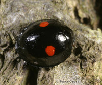: Chilocorus stigma; Twice Stabbed Lady Beetle
