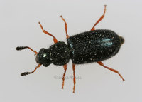 : Necrobia rufipes; Red-legged Ham Beetle
