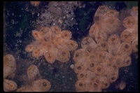 : Botryllus sp.; Botryllus