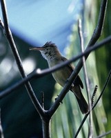 ナンヨウヨシキリ Nightingale Reed-Warbler Achrocephalus luscinia