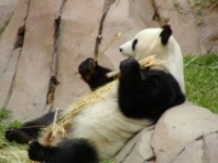 자이언트팬더 Aiuropoda melanoleuca Giant Panda