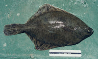 Platichthys flesus, Flounder: fisheries, gamefish