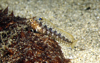 Parablennius tentacularis, Tentacled blenny: aquarium