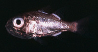 Siphamia fistulosa, Fistulose cardinalfish: