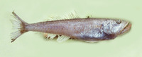 Champsodon guentheri, GÃ¼nther's sabre-gills: