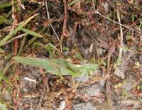 Tettigonia viridissima - Great Green Bush-Cricket