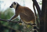 Image of: Lemur catta (ring-tailed lemur)