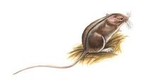 Image of: Sicista subtilis (southern birch mouse)