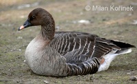 Anser fabalis - Bean Goose