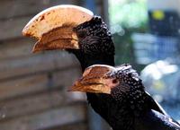 Image of: Bycanistes brevis (silvery-cheeked hornbill)