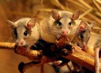Acomys cahirinus - Cairo Spiny Mouse