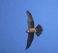 Eurasian Hobby (Falco subbuteo) photo