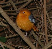 Red-capped Robin-Chat - Cossypha natalensis