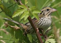Henslow's Sparrow - Ammodramus henslowii