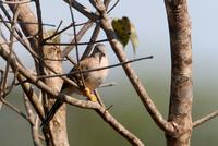Long-tailed  grond-dove   -   Uropelia  campestris   -   Tortorina  codalunga