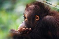 Young Orang-utan (Pongo pygmaeus) photo