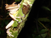 : Bokermannohyla circumdata; Espirito Santo Treefrog