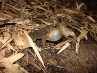 : Bufo melanostictus; Common Toad