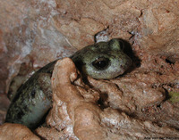 : Hydromantes flavus; Monte Albo Cave Salamander