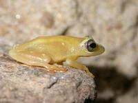 : Hyperolius puncticulatus; Spotted Reed Frog