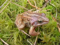 : Rana arvalis; Moor Frog