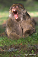 : Macaca sylvana; Barbary Macaque
