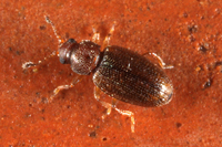 : Corticarina sp.