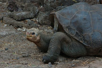 : Geochelone elephantopus porteri; Galapagos tortoise