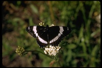 : Limentis sp.; Admiral Butterfly