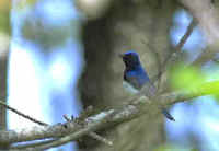 The Blue-and-white Flycatcher, seen & heard