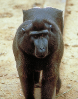 Crested black macaque (Macaca nigra)
