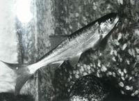 Acrocheilus alutaceus, Chiselmouth: fisheries