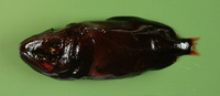 Rondeletia loricata, Redmouth whalefish: