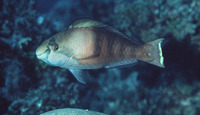Scarus longipinnis, Highfin parrotfish: